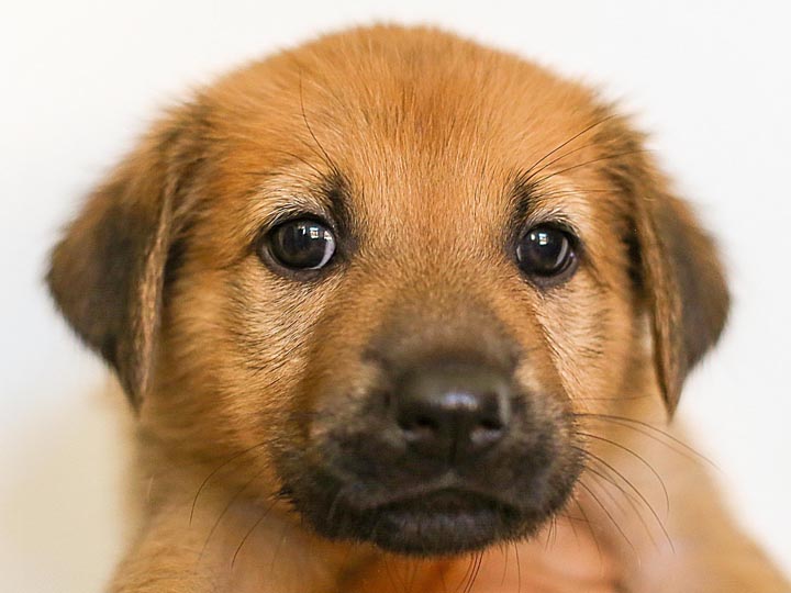 chinook puppy